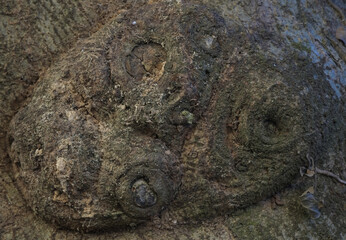 Old fig trunk with bumps