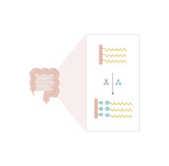 Fat Molecule, triglyceride, Lipid Digestion. Lipase enzyme catalyzes the hydrolysis of fats to Fatty Acids And Glycerol. Colorful scientific diagram. Vector Illustration.