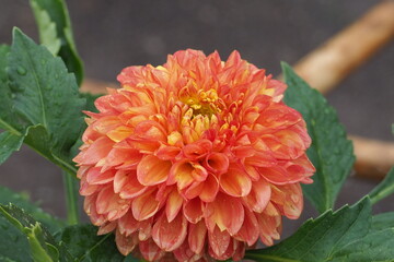 植物　8月　雨天　花