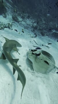 Shark attack to stingray