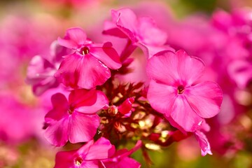 Phlox paniculata in summer. Macro photography