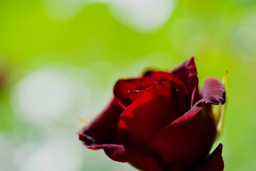 A red rose bud. Macro photography