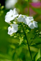 Phlox paniculata in summer. Macro photography