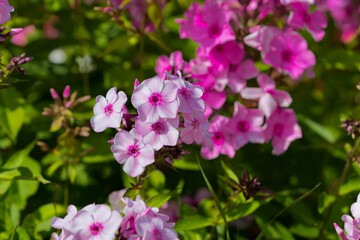 Phlox paniculata in summer. Macro photography
