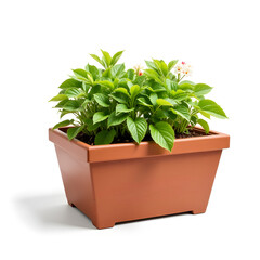 Isolated raised garden planter box with vibrant plants, home gardening