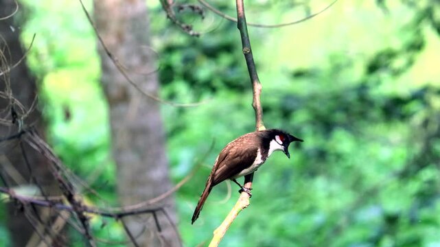 bulbul bird observing the surroundings