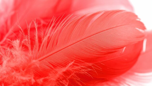 Soft coral feathers arranged closely, showing delicate barbules and a textured surface, bright and ethereal against white background