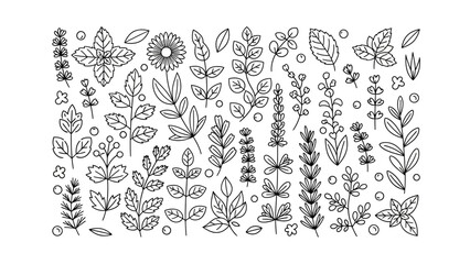Hand Drawn Botanical Herb and Flower Elements, Line Art Floral Set, Organic Nature Outline Illustrations, Isolated White Background
