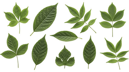 Fototapeta premium Set of various green leaves, fresh foliage types isolated on transparent background PNG (हरी पत्तियों का सैट)