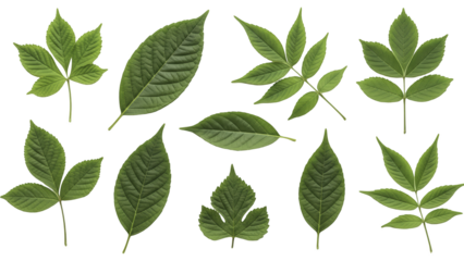 Set of various green leaves, fresh foliage types isolated on transparent background PNG (हरी पत्तियों का सैट)