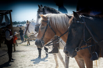 Horse heads with and partial harness