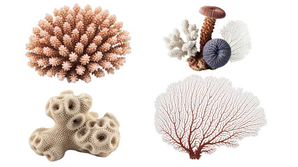 Four coral reef formations, showcasing diverse textures and colors. The underwater life forms appear isolated against a transparent background