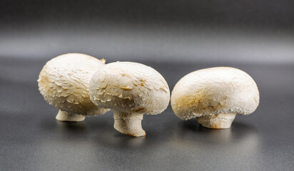 Three fresh white champignon mushrooms on gray surface closeup.