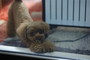 伸びをするトイ・プードル