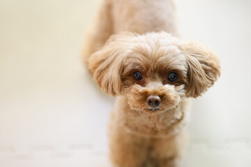 飼い主を見つめるトイ・プードル