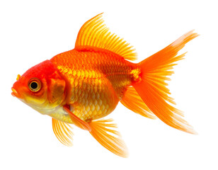 Swimming goldfish isolated on white background