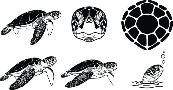 Line art sea turtle set showing multiple shell views head front and swimming side profiles bubble surface detail black and white vector icons realistic line texture