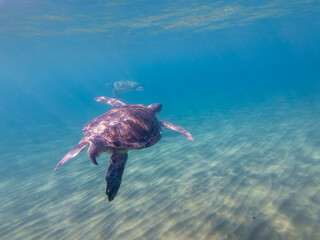 Obraz premium Sea Turtles Swimming Underwater – Loggerhead (Caretta Caretta) and Green Turtle