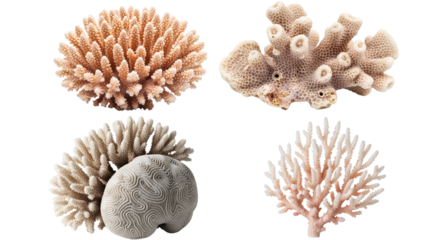 Four different types of coral, isolated against a black background, with varying shapes and textures