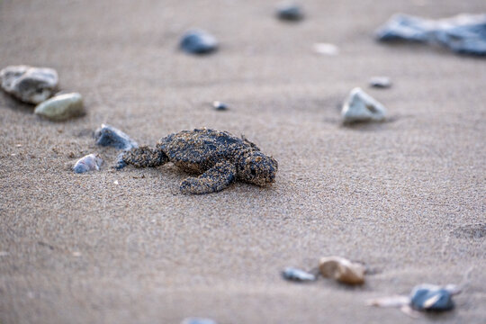 Baby sea turtles walking to the sea &ndash; Loggerhead (Caretta Caretta) and Green Turtle