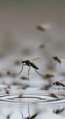 Close up of Swarming Gnats or Small Flies Emerging Above Water Surface