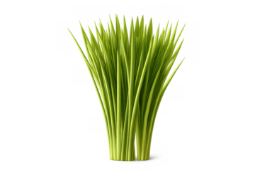 Fresh green grass blades growing in a dense clump, representing nature, ecology, and spring freshness, with a transparent background