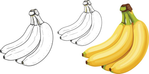 Banana bunch vector illustration set with outline sketch and colored ripe bananas isolated on white background for food design © Prodip