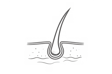 Hair follicle cross-section diagram with hair shaft and root embedded in skin on transparent background