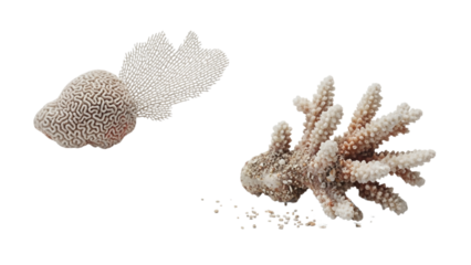Isolated coral fragments on a black background, showcasing intricate textures and vibrant colors