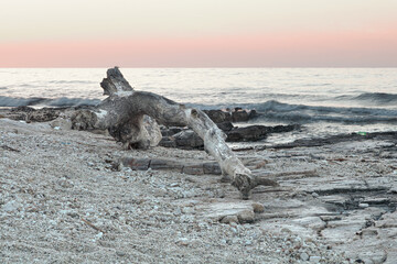 Driftwood on rocky beach at pastel sunset