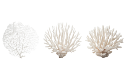 Three coral formations in varying shades of white, arranged against a stark black background. Delicate and intricate structures