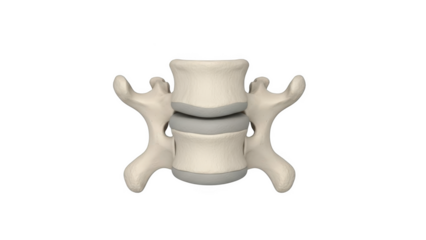 Lumbar Vertebrae and Intervertebral Disc Model on png isolated transparent background Black Background