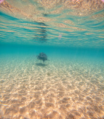 Fototapeta premium Sea Turtles Swimming Underwater – Loggerhead (Caretta Caretta) and Green Turtle