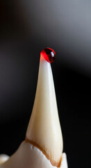 Close-up of tooth with red drop on top, showcasing texture and contrast, symbolic of fragility, vulnerability, or precision