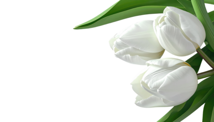 Three pristine white tulips with green leaves emerge from a black void, showcasing soft petals. The light creates shadow