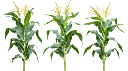 Three Sets of Corn Plants with Full View and Rich Green Leaves on Transparent Background
