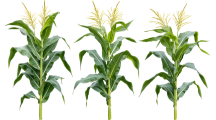 Three Sets of Corn Plants with Full View and Rich Green Leaves on Transparent Background
