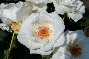 Blooming beautiful colorful rose in floral background