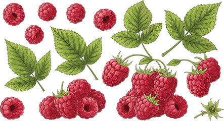 Raspberry fruit and green leaves collection vector illustration isolated on white background for fresh berry food design © Prodip