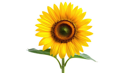Close-up studio shot of a vibrant, fully bloomed flower with a dark center, radiant yellow petals, and a green stem and leaf