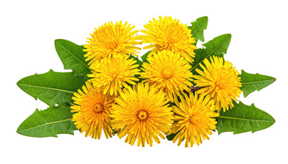 Close-up of a cluster of bright yellow flowers with green, serrated leaves against a dark, solid background