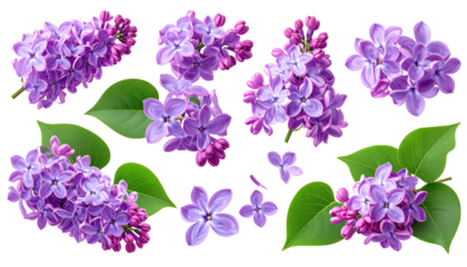 Digitally enhanced image showcasing multiple sprigs of vibrant purple flowers with green foliage against a black background