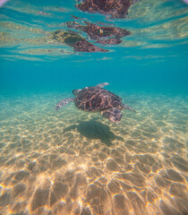 Naklejka premium Sea Turtles Swimming Underwater – Loggerhead (Caretta Caretta) and Green Turtle