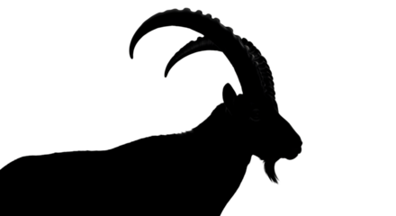 Silhouette of an Ibex with Large Curved Horns animal