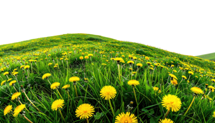 Lush green field overflowing with yellow dandelions, illuminated by bright sunlight against a black sky. Wide-angle view