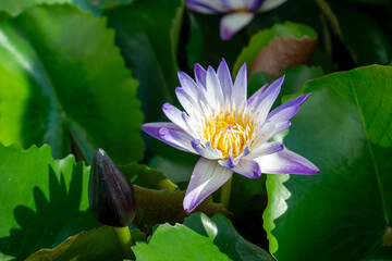 Closeup lotus flower with bee swarm