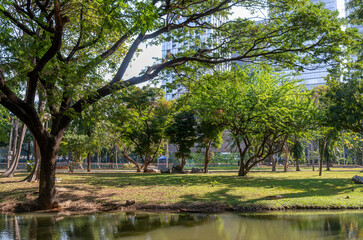 Beautiful nature at morning with sun in big city park