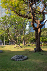 Beautiful nature at morning with sun in big city park