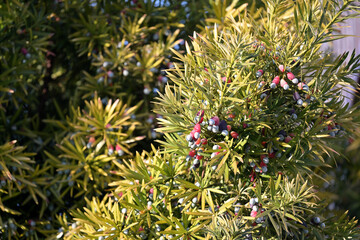 A Japanese yew tree bearing fruit, Podocarpus macrophyllus