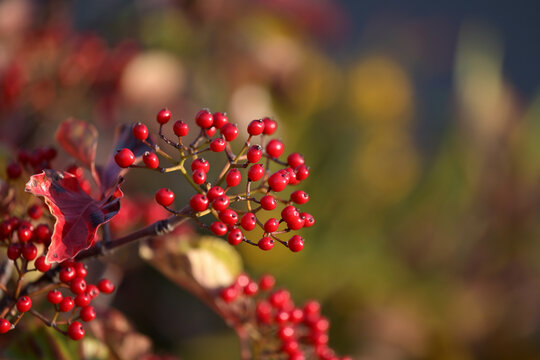 Red berries of the Japanese viburnum